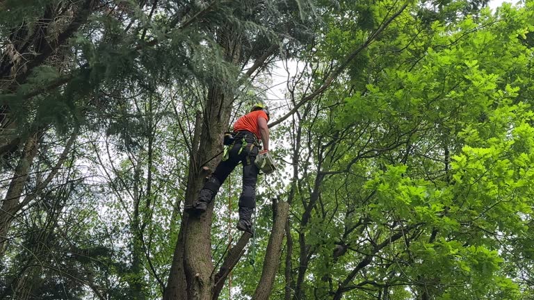 Best Tree Removal Services  in Desloge, MO